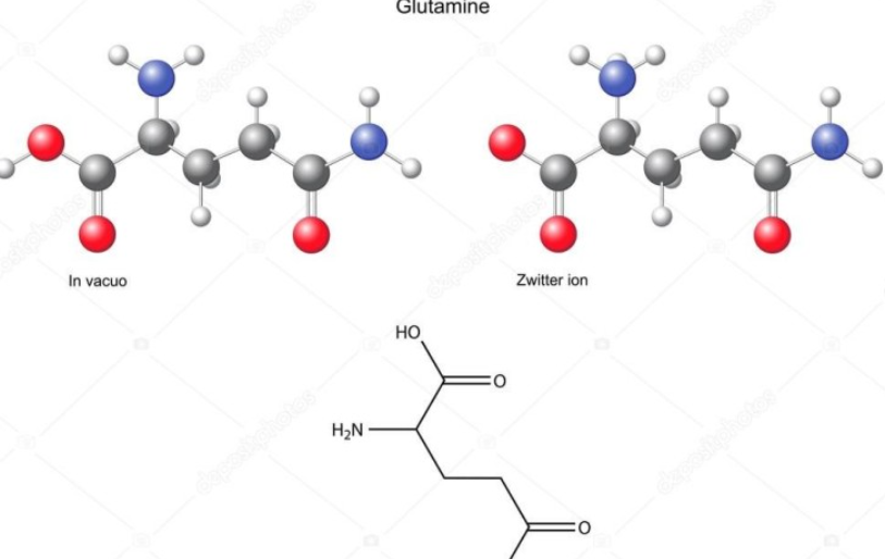 글루타민 화학 구조1