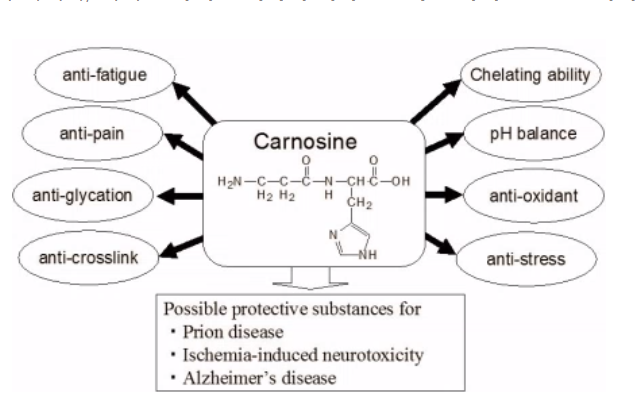 베타알라닌은 카르노신을 생성