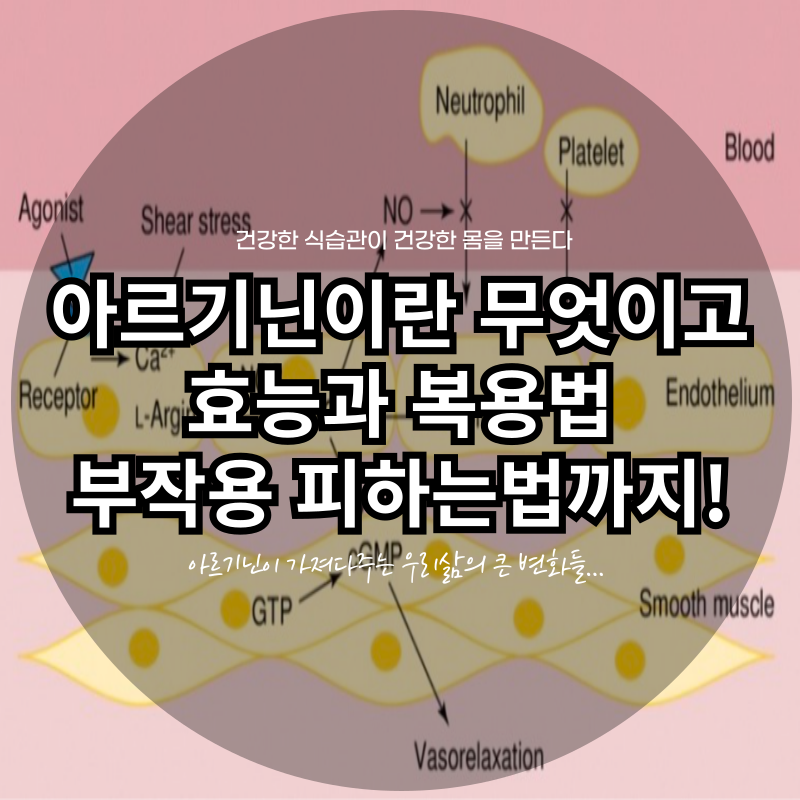 아르기닌이란 무엇이고 그 효능부터 복용법까지 완벽 정리