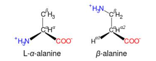엘알라닌과 베타알라닌의 구조