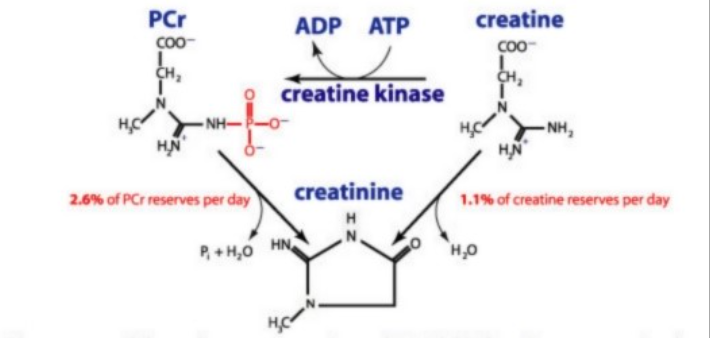 크레아틴 화학 구조