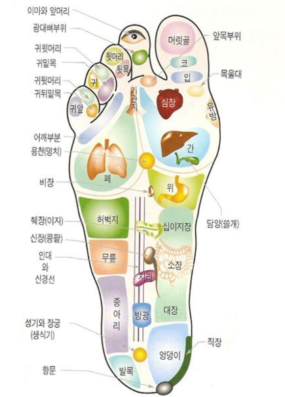 발바닥 지압점 발에는 우리몸의 오장육부가 있다